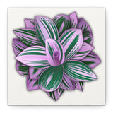 Tradescantia Nanouk Canvas Print – Botanical Wall Art