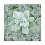 Pachyveria Haagei Succulent Pattern Canvas Print – Botanical Wall Art