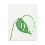 Monstera Albo Canvas Print – Botanical Wall Art