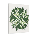 Calathea White Fusion Canvas Print – Botanical Wall Art