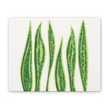 Snake Plant Canvas Print – Botanical Wall Art