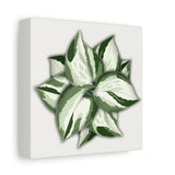 Manjula Pothos Canvas Print – Botanical Wall Art