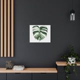 Melting Monstera Albo Canvas Print – Botanical Wall Art