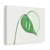 Monstera Albo Canvas Print – Botanical Wall Art