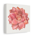 Graptosedum California Sunset Succulent Canvas Print – Botanical Wall Art