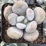 Moonstones Pachyphytum stones in a pot with soil