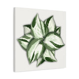 Manjula Pothos Canvas Print – Botanical Wall Art
