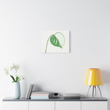 Monstera Albo Canvas Print – Botanical Wall Art