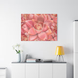 Graptosedum California Sunset Succulent Pattern Canvas Print – Botanical Wall Art
