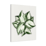 Manjula Pothos Canvas Print – Botanical Wall Art