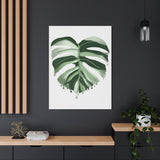 Melting Monstera Albo Canvas Print – Botanical Wall Art