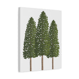 Ponderosa Pine Canvas Print – Wall Art