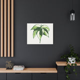 Philodendron Cream Splash Canvas Print – Botanical Wall Art