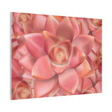 Graptosedum California Sunset Succulent Pattern Canvas Print – Botanical Wall Art