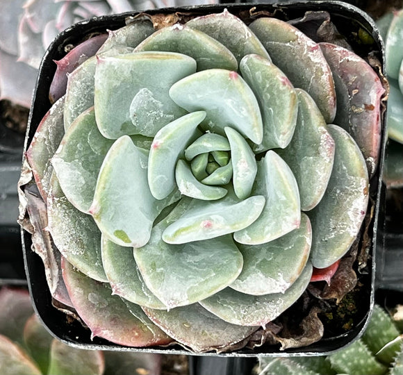 Echeveria Pinwheel