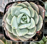 Echeveria Pinwheel
