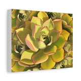 Noble Aeonium Succulent Pattern Canvas Print – Botanical Wall Art