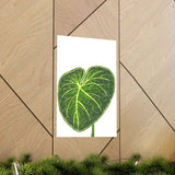 Philodendron Gloriosum Botanical Print – Unframed Wall Art