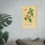 Atriplex sylvestris (Wild Orache) with Insects, Colorized Reproduction from Erucarum Ortus (1717)