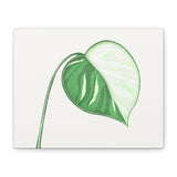Monstera Albo Canvas Print – Botanical Wall Art