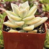 Graptopetalum paraguayense f. variegata in a red pot with a blurred green background