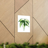 Philodendron Cream Splash Botanical Print – Unframed Wall Art
