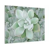 Pachyveria Haagei Succulent Pattern Canvas Print – Botanical Wall Art