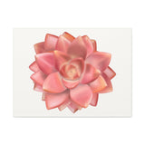 Graptosedum California Sunset Succulent Canvas Print – Botanical Wall Art