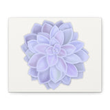 Graptopetalum Murasaki Succulent Canvas Print – Botanical Wall Art