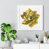 Noble Aeonium Succulent Framed Print – Botanical Wall Art