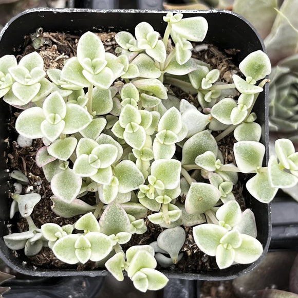 Sedum 'Little Missy' plant in a pot with a blurred background