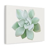 Pachyveria Haagei Succulent Canvas Print – Botanical Wall Art