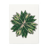 Stromanthe Triostar Canvas Print – Botanical Wall Art