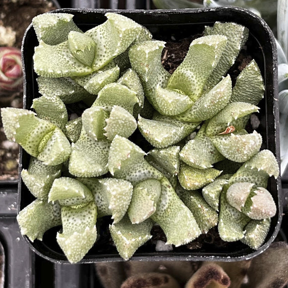 Aloinopsis setifera plant in a black pot with a blurred background