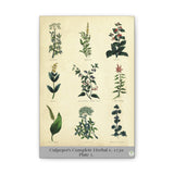 Culpeper’s Complete Herbal c.1750, Plate 1 Botanical Engraving Reproduction on Canvas