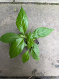Belize Sage Live Plant (Salvia miniata) – Hummingbird & Pollinator Perennial, Zones 9–11