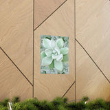 Pachyveria Haagei Succulent Pattern Botanical Print – Unframed Wall Art