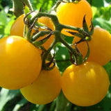 Honey Drop Tomato Seeds – Open-Pollinated Yellow Cherry Tomato