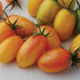 Blush Tomato Seeds – Striped Orange-Yellow Open-Pollinated Tomato