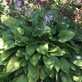 A dense cluster of hosta plants with large green leaves and a few light purple flowers growing outdoors in a garden.