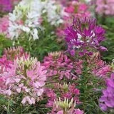 50 Cleome Seeds (Spider Flower), Self-Seeding Annual, Pink & Purple Blooms