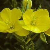 Common Evening Primrose Live Plant – Oenothera biennis – Native Pollinator Biennial, Zones 3–11