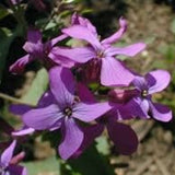 25 Money Plant Seeds (Lunaria annua / Honesty), Dried Flower, Self-Seeding Biennial, Zones 5–9