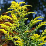 Yellow flower with green leaves against a blurred natural background