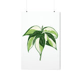 Philodendron Cream Splash Botanical Print – Unframed Wall Art