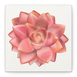 Graptosedum California Sunset Succulent Canvas Print – Botanical Wall Art