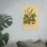 Plantago Major,  Antique Botanical Illustration of the Common Plantain