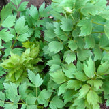 Lovage Live Plant (Levisticum officinale) – Perennial Celery-Flavored Culinary Herb – Zones 4–8