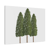 Ponderosa Pine Canvas Print – Wall Art