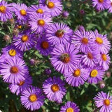 100 New England Aster Seeds (Symphyotrichum novae-angliae), Native Fall Pollinator